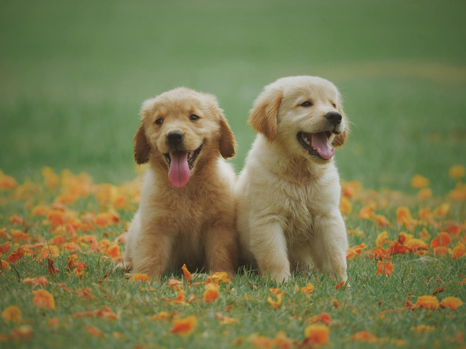 Vet Prices in New Rochelle